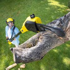 Best Tree Health Inspection  in West Grove, PA